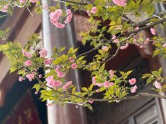 -西安大兴善寺