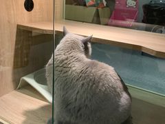 -BABIT巴比特宠物(MOMOPARK店)