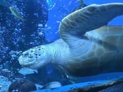 -太平洋海底世界