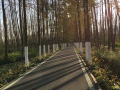 -合肥滨湖国家森林公园