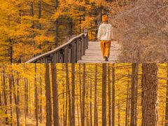 -苏木山森林公园