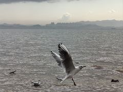 -深圳湾公园(南山区)