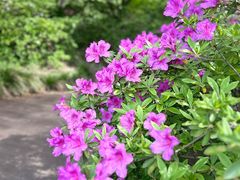 -上海滨江森林公园