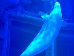 -上海海昌海洋公园-冰山北极馆