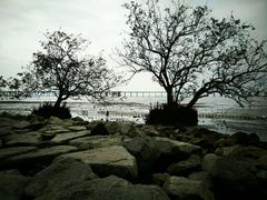 -宝安西湾红树林湿地公园