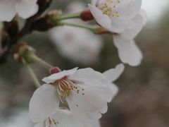 -高东镇樱花园