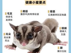 -爱侣宠医·鹦鹉专科·小型哺乳类·异宠专科(灵石路店)