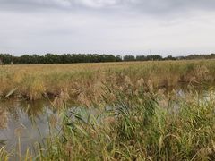 -白渔泡湿地公园