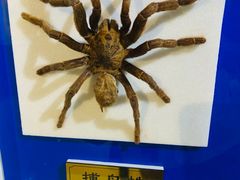-上海昆虫博物馆