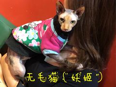 -猫色咖啡·猫咖