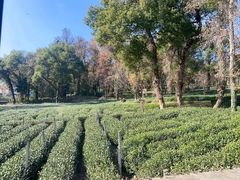 -野蔓果·山野菜(西湖景区·龙井茶田店)