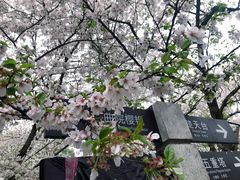 -武汉大学-樱园