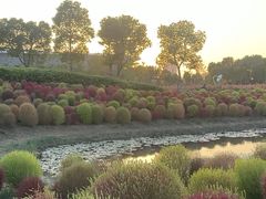 -春花秋色城市公园