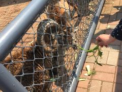 -长白岛森林公园