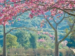 -风云岭森林公园
