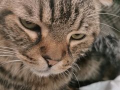 -北京观赏动物医院·24小时大型综合·猫专科·异宠专科