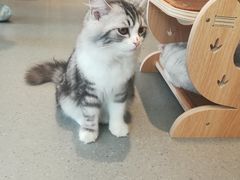 -飞行喵MR PILOT|猫舍·猫咖(静安大融城店)