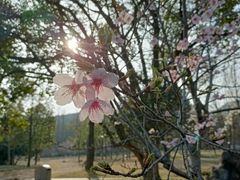 -杭州植物园