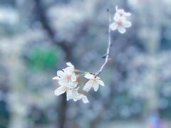 -武汉大学-樱园