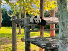 -西霞口神雕山野生动物世界