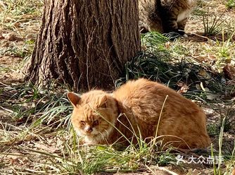 流浪猫记录2: 饱受病痛困扰的橘猫