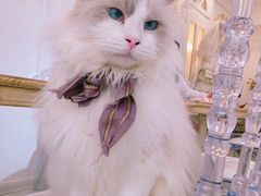 -共舞时光猫咖·狗咖(新街口店)