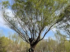 -元大都城垣遗址公园