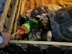 -上海大自然野生昆虫馆(东方明珠·爬宠昆虫探索中心)