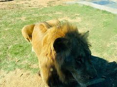 -西霞口神雕山野生动物世界