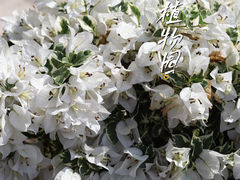-深圳市中科院仙湖植物园