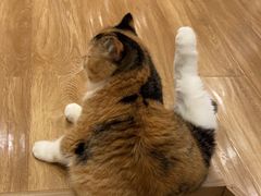 -滚猫咖啡·猫咖·猫友好撸猫(未来城店)