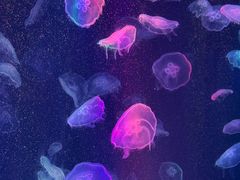 -海合安成都极地海洋公园