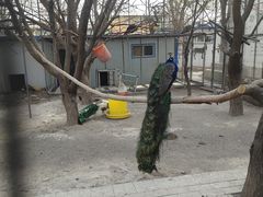 -哈密回王府景区