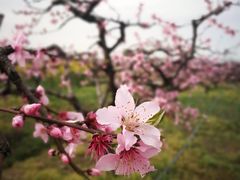 -樂桃源奉贤黄桃种植采摘基地