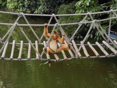 -深圳野生动物园