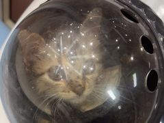 -联合动物医院(光谷诊疗中心)