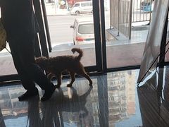 -瑞派名望志远动物医院·猫科·內科·异宠专科(直港大道店)