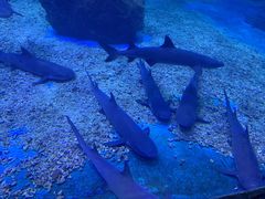 -多彩贵州城极地海洋世界