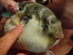 -肆月河豚·淮扬菜·湘菜(华天店)