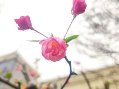 -上海市实验学校