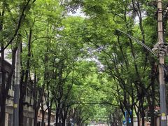 -武汉花鸟市场