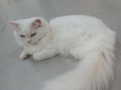-Heymao猫咖.咖啡厅(东门店)