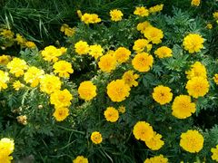 -武清南湖绿博园