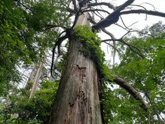 -天目山大树王景区