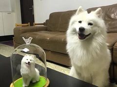 -熊小胖宠物生活馆(天华园店)