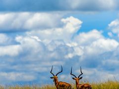 -小杨烤肉(朱雀店)