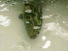 -班赞海鲜市场