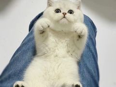 -欣宠猫屋·矮脚拿破仑·蓝金金渐层