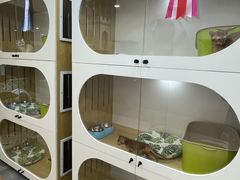 -青奢宠物·青奢猫舍