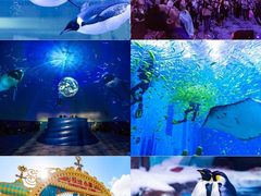 -上海海昌海洋公园